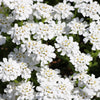 2000 Fairy DWARF MIX CANDYTUFT Iberis Umbellata Flower Seeds