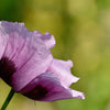 1000 SINGLE LILAC POPPY Papaver Somniferum Purple Heirloom Flower Seeds