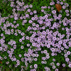 1000 Common GARDEN THYME English, German, French, or Winter Thymus Vulgaris Herb Flower Seeds