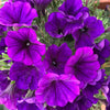 100 PURPLE PETUNIA Hybrida Pollinator Garden Container Flower Seeds
