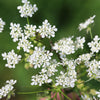200 BRUSSELS WINTER CHERVIL Anthriscus Gourmet European Heirloom Herb Vegetable Seeds