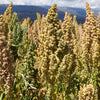 50 Organic MINT VANILLA QUINOA Green & White Chenopodium Vegetable Grain Seeds SuperFood