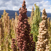 100 Organic COCOA CHERRY QUINOA Grain Chenopodium Quinoa Red & Brown Seeds