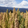 50 Organic MINT VANILLA QUINOA Green & White Chenopodium Vegetable Grain Seeds SuperFood