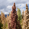 100 Organic BRILLIANT RAINBOW QUINOA Mix Mixed Colors Chenopodium Grain Greens Vegetable Seeds