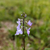 Blue Toadflax Seeds – Linaria Canadensis Antirrhinum Canadian Flower – photo 3