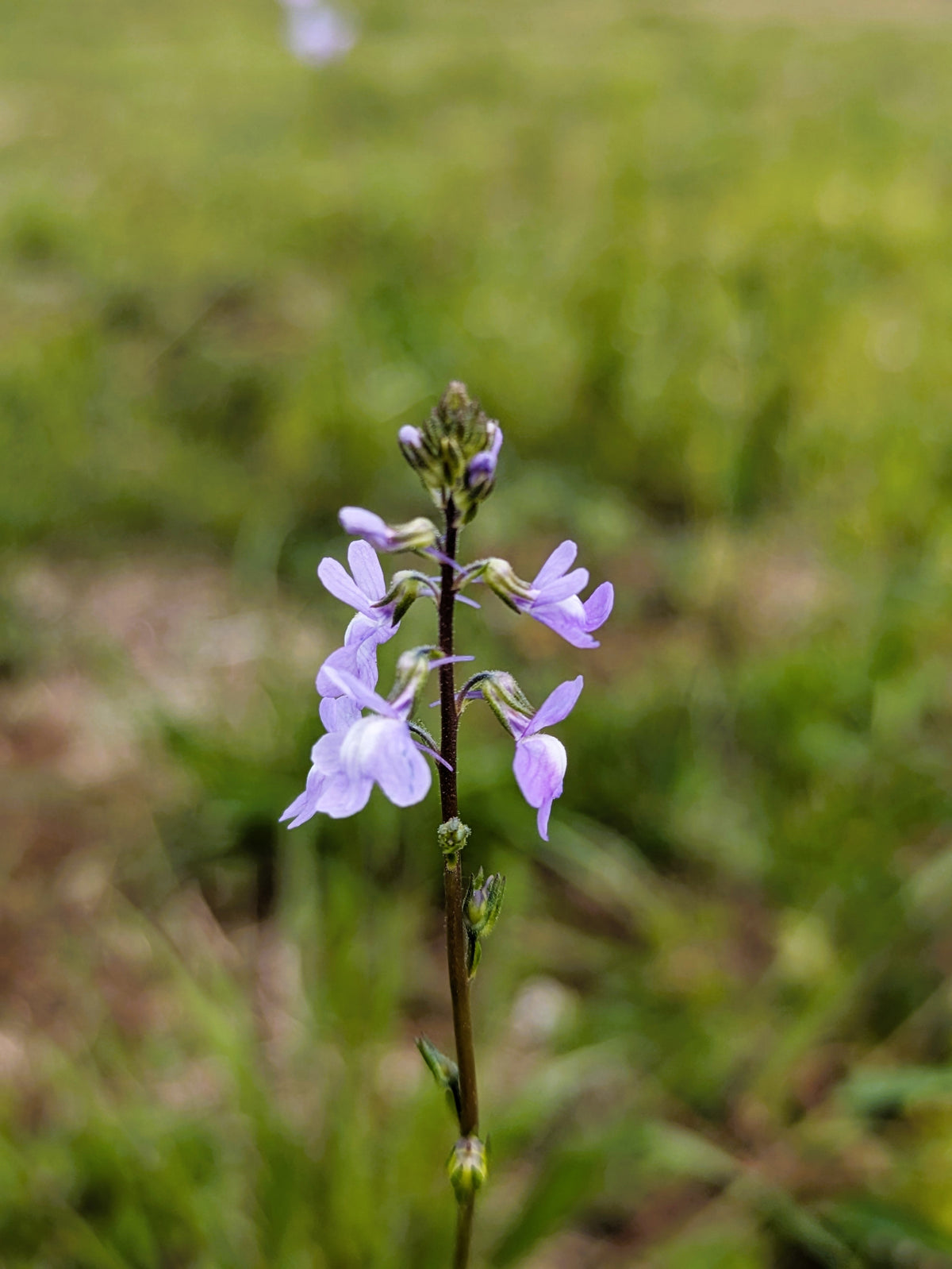 Blue Toadflax Seeds – Linaria Canadensis Antirrhinum Canadian Flower – photo 3