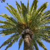 10 CANARY ISLAND Date PALM Phoenix Canariensis Tree Seeds
