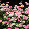 100 Strawberries & Cream ENGLISH DAISY Bellis Perennis Flower Seeds