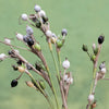 20 JOBS TEARS (Jobi / Coix / Yi Yi Ren / Junos Tears) Coix Lacryma Vegetable Seeds