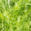 Green Curled Endive Seeds – (Salad Endive / Moss Curled Endive / Escarole) Cichorium Endivia Vegetable – photo 4