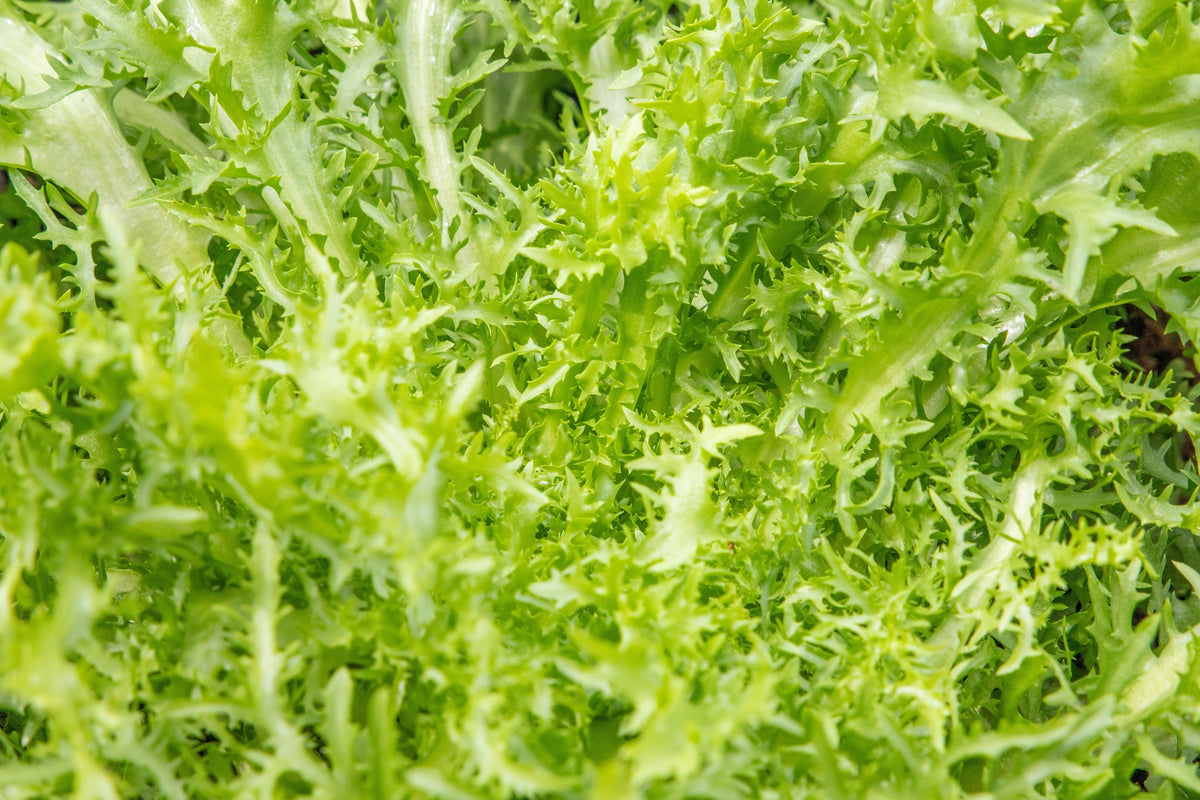 Green Curled Endive Seeds – (Salad Endive / Moss Curled Endive / Escarole) Cichorium Endivia Vegetable – photo 4