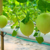 25 KOLKHOZNITSA MELON Collective Farm Woman Cucumis Melo Russian Fruit Seeds