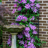 10 MIXED HYBRID CLEMATIS Hybrida Red Purple Pink Blue Bicolor Flower Vine Seeds