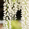 5 WHITE WISTERIA Floribunda Alba Ornamental Japanese Flower Vine Seeds