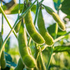 Buttery Edamame Tohya Soybean Seeds – Pale Green Glycine Max Soy Bean Vegetable