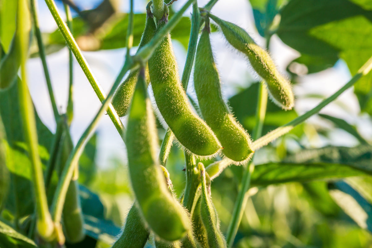Buttery Edamame Tohya Soybean Seeds – Pale Green Glycine Max Soy Bean Vegetable