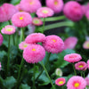 100 PINK ENGLISH DAISY Bellis Perennis Tasso Pink Double Flower Seeds