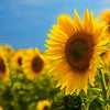 Black Oil Sunflower Seeds – Helianthus Annuus Yellow Hummingbird Bird Flower – photo 7