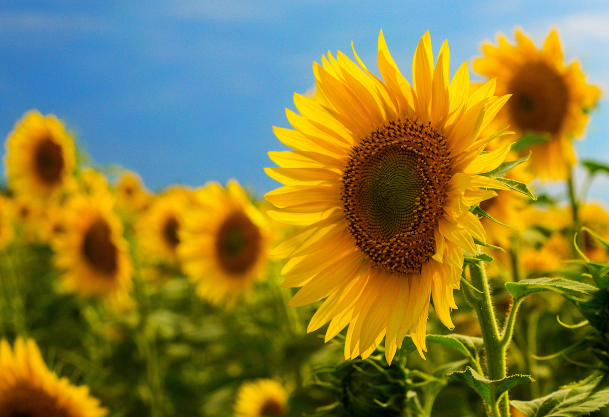 Black Oil Sunflower Seeds – Helianthus Annuus Yellow Hummingbird Bird Flower – photo 7