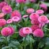 100 PINK ENGLISH DAISY Bellis Perennis Tasso Pink Double Flower Seeds