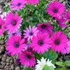 20 MIXED COLORS OSTEOSPERMUM Ecklonis African Cape Daisy Flower Seeds