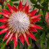 5 Giant KING PROTEA Cynaroides Sugarbush Rare 12" Flower Seeds