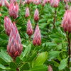 5 Giant KING PROTEA Cynaroides Sugarbush Rare 12" Flower Seeds