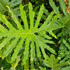 15 Lacy TREE PHILODENDRON Split Leaf Cut-leaf Selloum House Plant Seeds