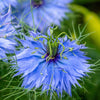 500 LOVE IN A MIST Miss Jekyll Blue ( Fennel Flower ) Nigella Damascena Flower Seeds