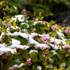 10 ARCTIC RASPBERRY Nagoonberry Rubus Arcticus Red Berry Fruit Bramble Seeds