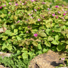 10 ARCTIC RASPBERRY Nagoonberry Rubus Arcticus Red Berry Fruit Bramble Seeds