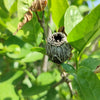 10 SWEETSHRUB Carolina Allspice Fragrant Calycanthus Floridus Shrub Flower Seeds
