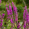 1000 PINK WINGED LOOSESTRIFE Lythrum Alatum Flower Seeds