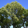 5 CAMPHOR TREE Laurel Cinnamomum Camphora Camphorwood White Flower Black Seeds