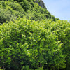 5 EUROPEAN HAZELNUT TREE aka Common Filbert Corylus Avellana Fruit Nut Seeds