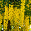 10 GOLDEN CHAIN TREE Goldenchain Laburnum Anagyroides Yellow Flower Seeds