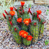 50 CACTUS MIX 'Finest Mixed' Succulent Flower Plant Seeds