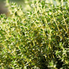1000 Common GARDEN THYME English, German, French, or Winter Thymus Vulgaris Herb Flower Seeds