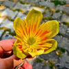 15 TULIP POPLAR TREE Yellow Flower Liriodendron Tulipifera Whitewood Seeds