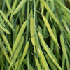 Dwarf Essex Rape Kale Seeds – Brassica Napus Vegetable – photo 10