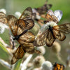 200 RATTLESNAKE MASTER / Button Snakeroot  Eryngium Yuccifolium Flower Seeds