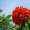 10 ROYAL POINCIANA TREE Delonix Regia aka Red Flame Flamboyant Tree Peacock Flower Seeds