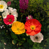 Iceland Poppy Mix Seeds – Papaver Nudicaule Mixed Colors Flower – photo 9