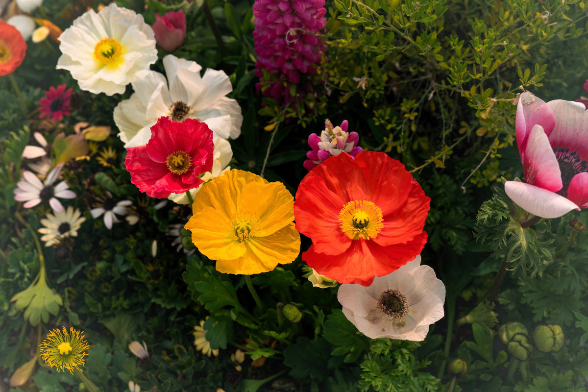 Iceland Poppy Mix Seeds – Papaver Nudicaule Mixed Colors Flower – photo 9