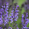 50 Purple False Dragon DRAGONS HEAD Obedient Plant Dracocephalum Flower Seeds