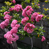 50 MOUNTAIN LAUREL White Pink Red Kalmia Latifolia Shrub Bush Seeds