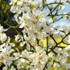 5 HARDY ORANGE TREE Trifoliate Citrus Trifoliata Poncirus Fruit White Flower Seeds
