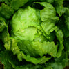 Great Lakes Lettuce Seeds – Batavian Iceberg Lactuca Sativa Vegetable – photo 6