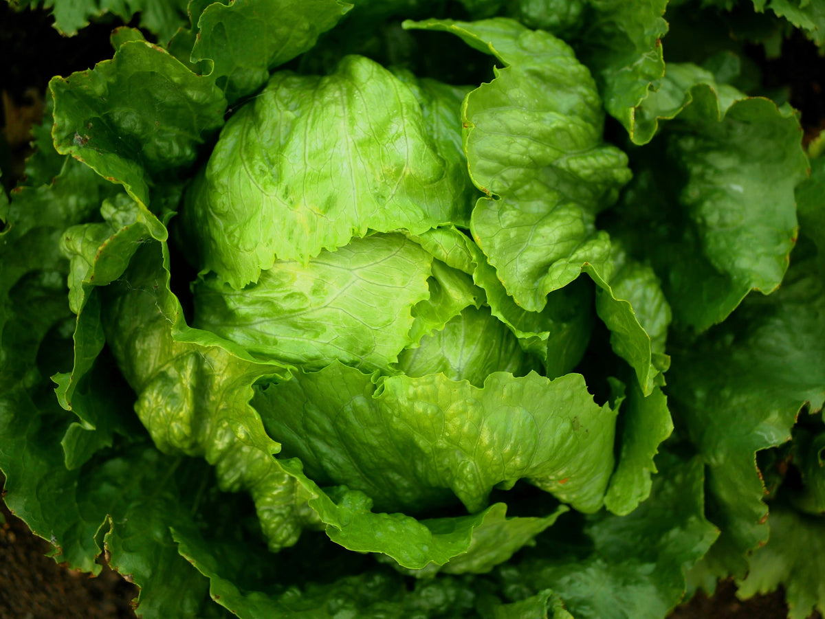 Great Lakes Lettuce Seeds – Batavian Iceberg Lactuca Sativa Vegetable – photo 6